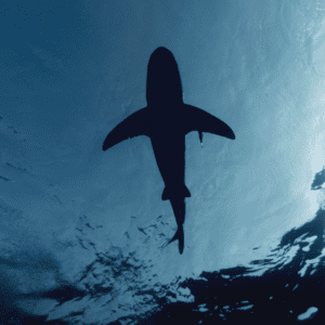Shark