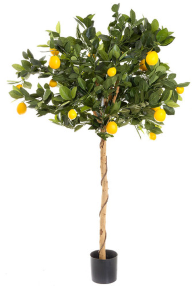High Rise Lemon Tree