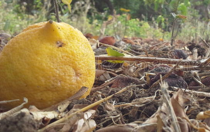 Lemon On The Ground