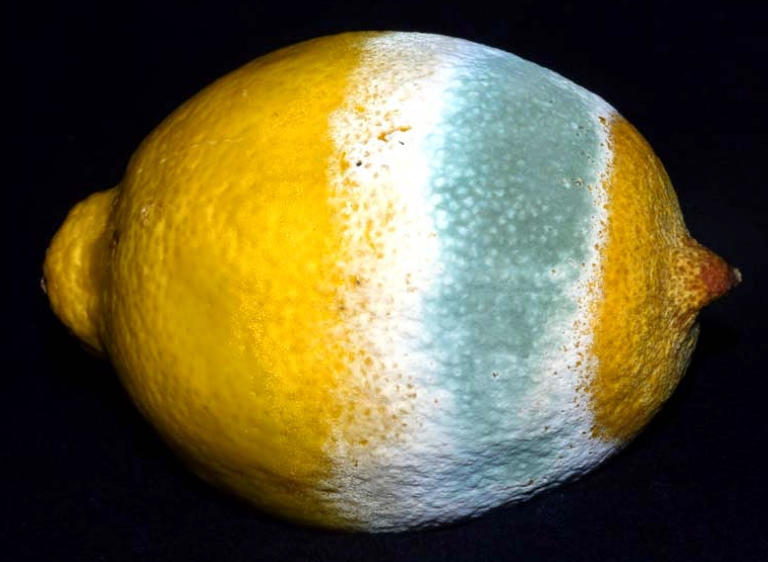 Mouldy Lemon